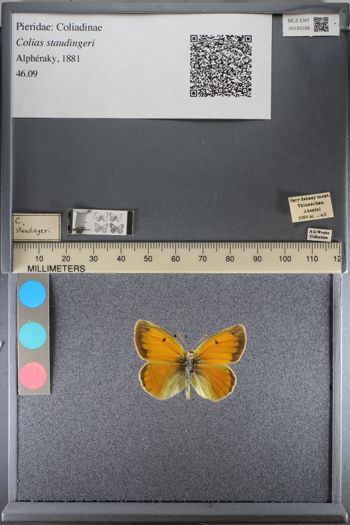 Media type: image;   Entomology 193786
